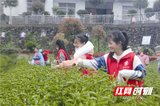  茶园中一抹靓丽的“志愿红”。李向 摄