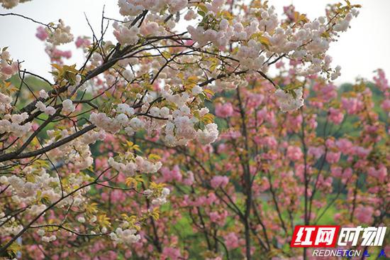 这种白白粉粉的花儿便是普贤象。它们比很多品种的樱花开得晚很多。谜底 3月28日摄于长沙西湖文化园