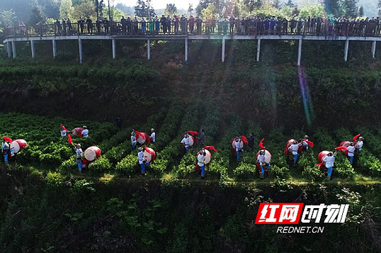  ▲“湘农荟”大直播助销4000多斤保靖黄金茶。