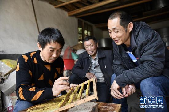 在浏阳市溪江乡道源湖村,袁风格(左)和徒弟李游一起帮助罗梓田(中)育蜂王(3月18日摄)。新华社记者 李尕 摄