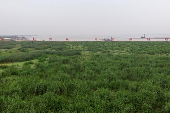  安乡县安丰乡珊珀湖湿地一角（5月13日摄，无人机照片）。
