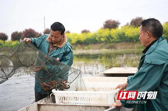 养殖户捕捞龙虾。