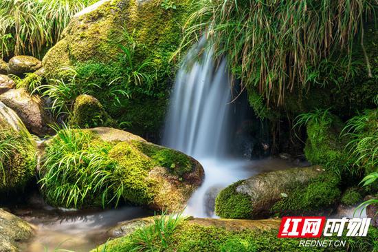 舜皇山溪水潺潺，水草丛生，绿苔成趣，生物多样，保存有较完整的自然植被与森林生态系统，被誉为南方植物王国和植物基因宝库。