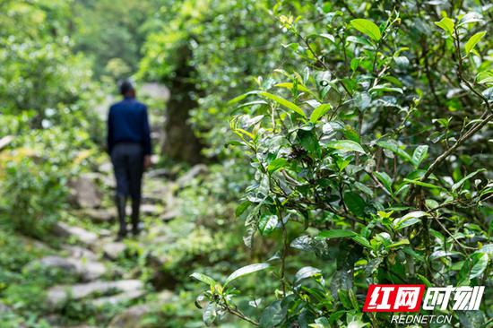 舜皇山野生茶于山谷间、溪水旁、古道边、乱石中、岩隙里、森林中恣意生长,叶片多呈紫色,年代之古老、品质之优良、数量之巨大,堪称自然界之奇迹,其中极具开发价值的野生茶有2万亩。