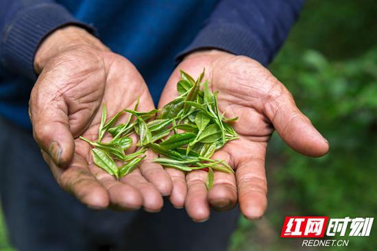 一片树叶,成了舜皇山茶农的“摇钱树”。