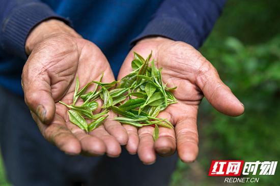 一片树叶，成了舜皇山茶农的“摇钱树”。