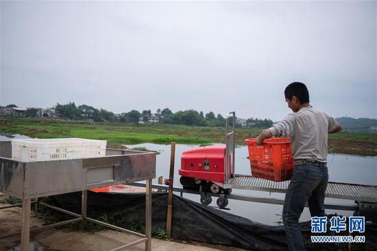 5月26日，在湖南湘潭县谭家山镇红星龙虾养殖基地，村民把小龙虾从农用运输车上取出。新华社发（陈思汗摄）