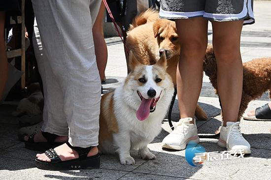 　　（文明养犬 遛犬要牵绳）