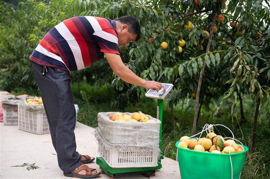  7月29日，在麻阳苗族自治县兰里镇苍冲村，果农在给装箱后的黄桃称重。 新华社记者 陈思汗 摄