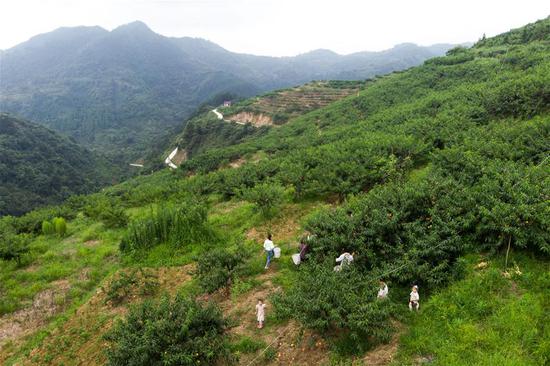 7月29日，在麻阳苗族自治县兰里镇苍冲村，游客在采摘黄桃（无人机照片）。 新华社记者 周勉 摄