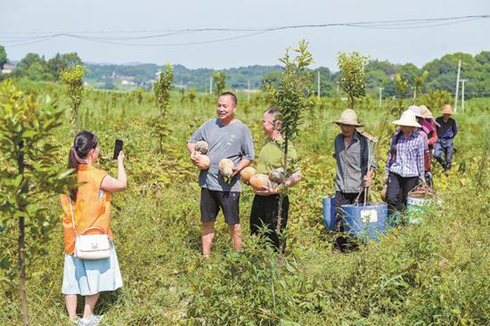 7月24日,湘潭市义工联合会的义工们变身带货“主播”,为湘潭县中路铺镇柳桥村推销南瓜。图片来源:湘潭日报社全媒体 欧阳天摄