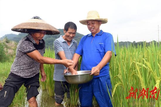 8月25日，祁阳县潘市镇龙溪村，种养大户周雨民（右一）和村民一起查看稻花鱼的生长情况。 湖南日报·新湖南客户端记者田超 通讯员 刘志军 摄影报道