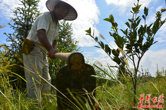 村民给油茶树苗除草松土。