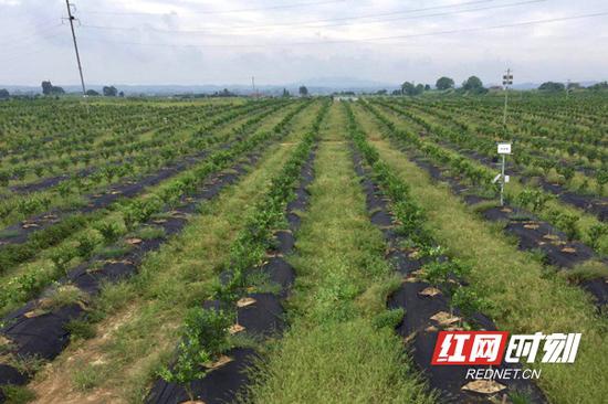 秀坪园艺场杨氏果业橘田改良示范基地。