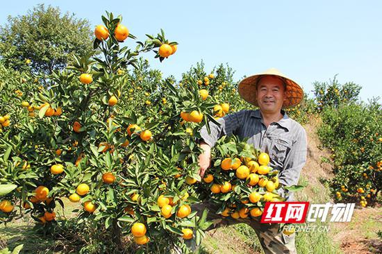 柑橘熟了,石门橘农喜获丰收。