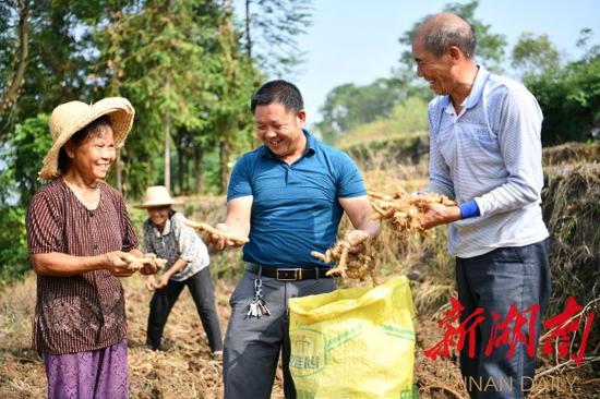 （9月16日，常宁市西岭镇石山村，村党支部书记、村主任李伦玉（中）为村民讲解收割尾参的技巧。钱辉 摄）