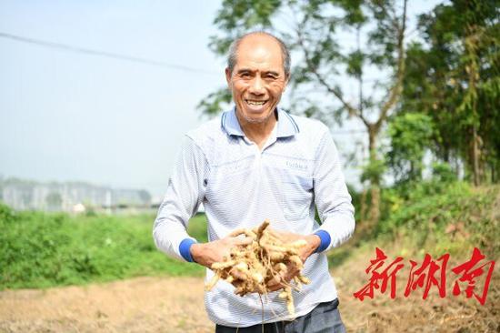 （9月16日，常宁市西岭镇石山村村民张照枋手捧丰收的尾参，笑容满面。钱辉 摄）