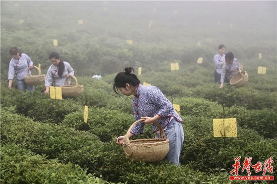 采茶姑娘们在八角茶业的茶园基地演示采茶 刘正良 摄