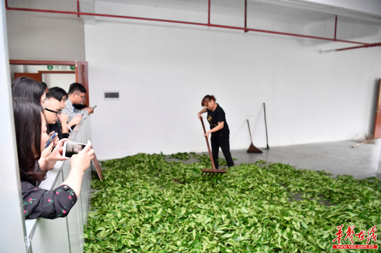 (媒体团探访黑茶制作流程 童迪 摄)