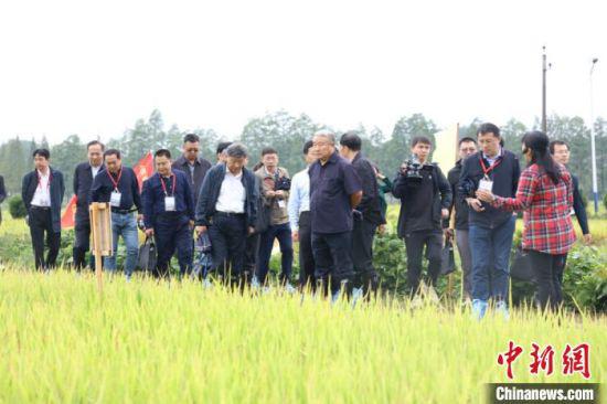 与会专家观摩位于长沙县江背镇的水稻育种基地。　李晗枫　摄