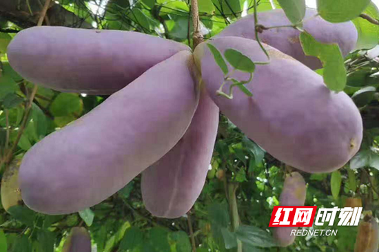 成熟的八月瓜,从中裂开,呈现出紫色。