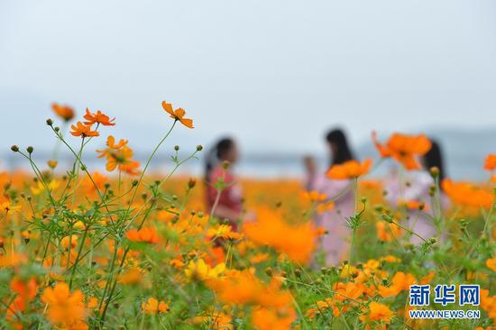 花海美景。肖亚辉摄