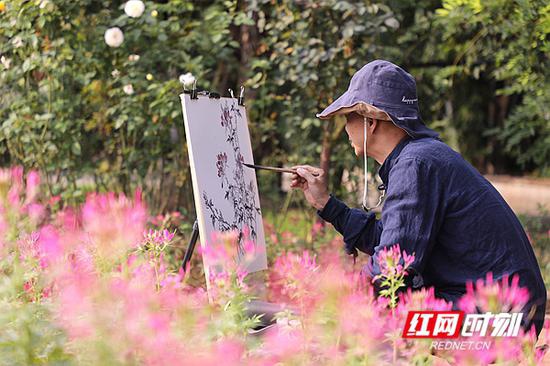 一位游客在粉色的醉蝶花花丛中写生。