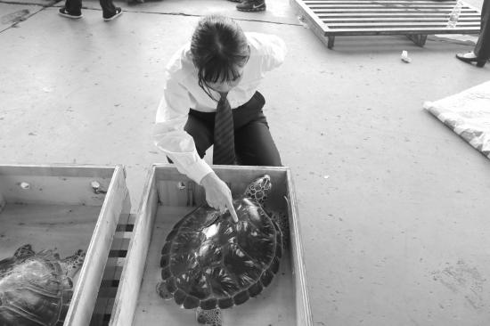 长沙一名检察官在查看海龟的状况。图/受访者供图
