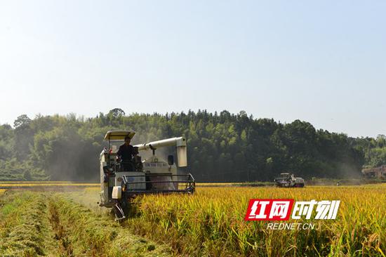 10月19日，双峰县井字镇花桥村双季稻高产种植基地，农民驾驶收割机在收割晚稻。
