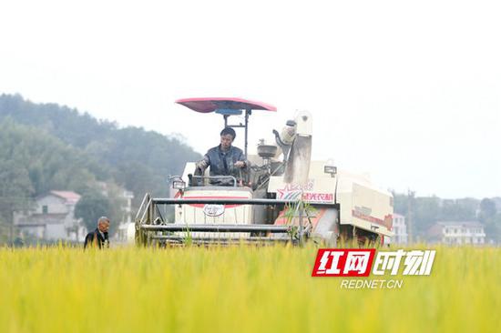 10月19日,双峰县井字镇花桥村双季稻高产种植基地,农民驾驶收割机在收割晚稻。