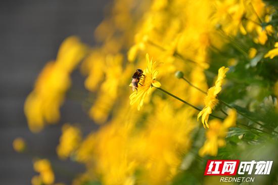 黄金菊迎来了它的贵客。