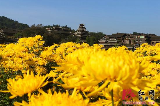 图为千余亩菊花迎秋绽放，吸引众多市民前来赏花旅游。