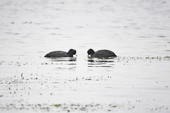  12月2日，候鸟在湖南松雅湖国家湿地公园的湖面上栖息。