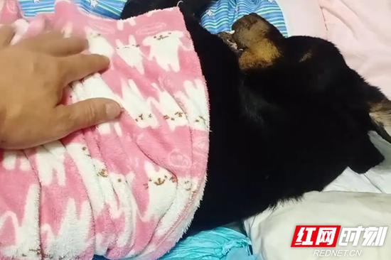 罗威纳犬“小罗”去世时的画面(青灯朋友圈视频截图)