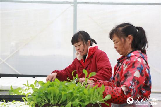 通过发展智慧农业,本地农民的种植方式也在改变。人民网 李芳森摄