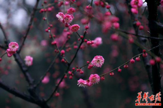 湖南省森林植物园梅花盛开。(彭炜 摄)