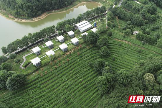 长沙县湘丰茶园,风光无限。陈敏捷 摄