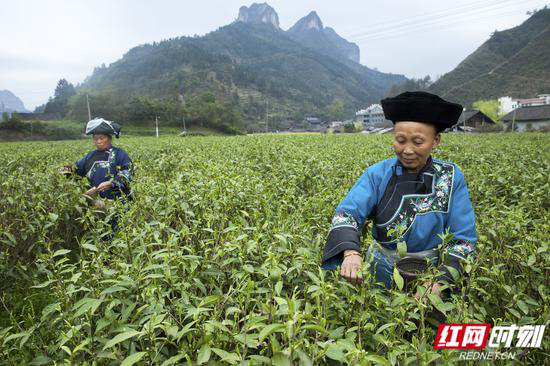 湘西保靖县夯吉村,茶农正在采黄金茶。陈敏捷 摄