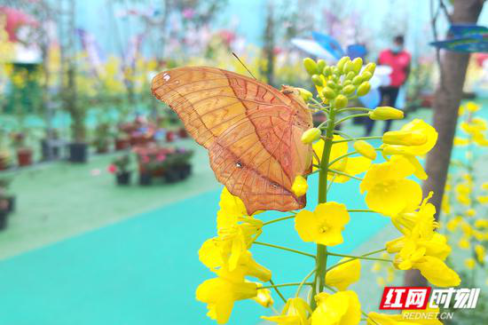 “蝴蝶花园”经过精心布置与场景设计,近40种十万只色彩斑斓的活体蝴蝶,将在活动期间展出和陆续放飞