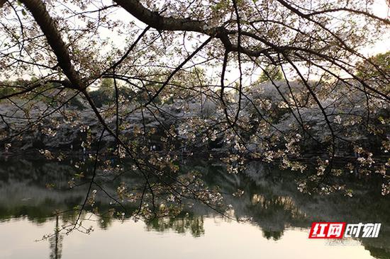 湖南省森林植物园里的樱花湖。