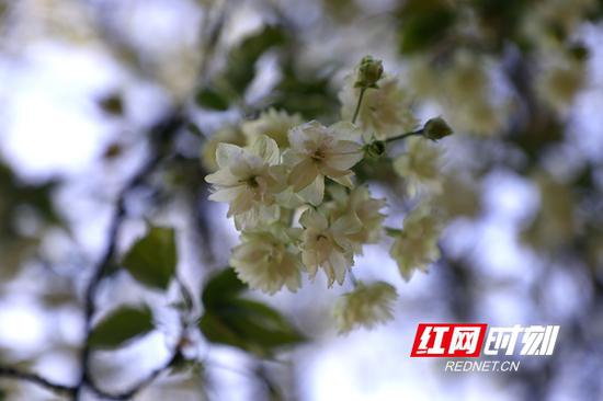 湖南省森林植物园各色樱花逐一盛开，美不胜收，其中不乏少见的绿色樱花。