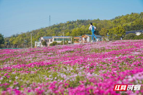 芝樱花并非樱花,因其盛开的花瓣酷似樱花而得名