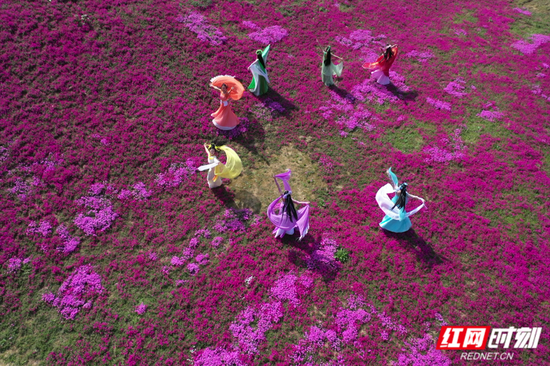 石燕湖旅游区特别策划了“首届芝樱花节”,芝樱花海汉服秀、春季摄影采风会、最美花田走廊等系列活动即将启幕