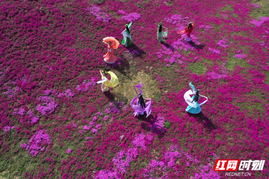 石燕湖旅游区特别策划了“首届芝樱花节”，芝樱花海汉服秀、春季摄影采风会、最美花田走廊等系列活动即将启幕