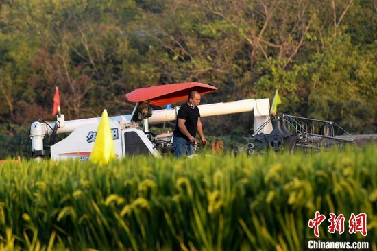 湖南超级稻试验田不断刷新高产纪录。（资料图）　杨华峰　摄