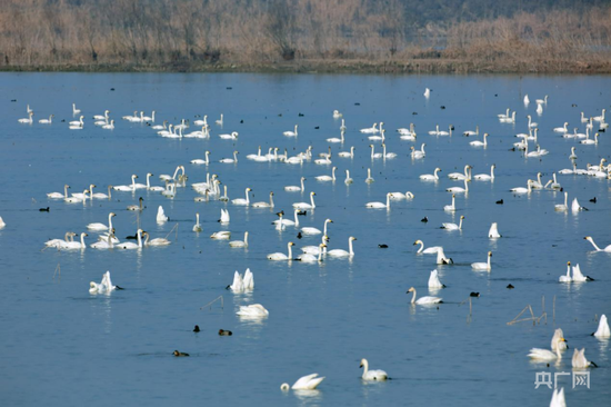 大、小西湖生态矮围栖息的鸟类（央广网发 自然保护区供图）