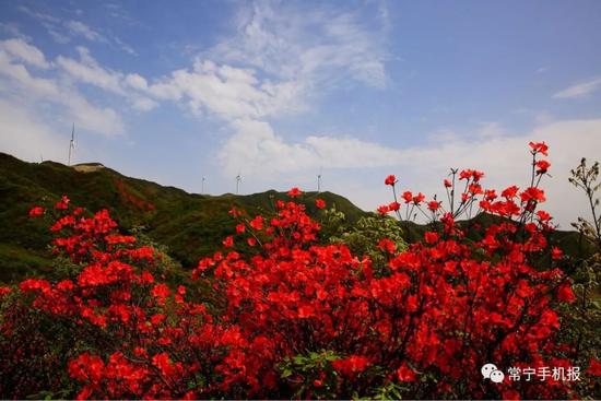 杜鹃，又名映山红。