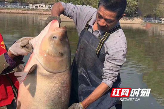  湖南中医药大学含浦校区新月湖畔热闹非凡，后勤服务总公司的工作人员在捕鱼。沙凯歌/摄