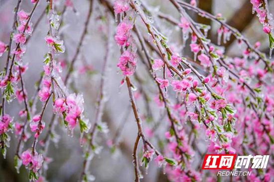 雪峰山上，一场寒潮将春天“速冻”住了。李小军 摄于3月29日。