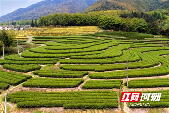 汝城县卢阳镇东岗岭茶叶基地。